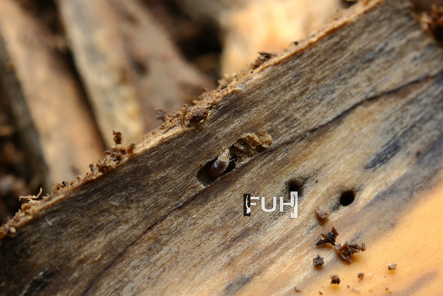 «ö¦¹¦b·sµøµ¡ÂsÄý¹Ï¤ù