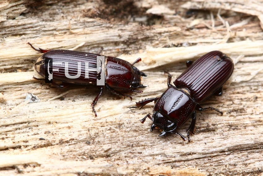 «ö¦¹¦b·sµøµ¡ÂsÄý¹Ï¤ù