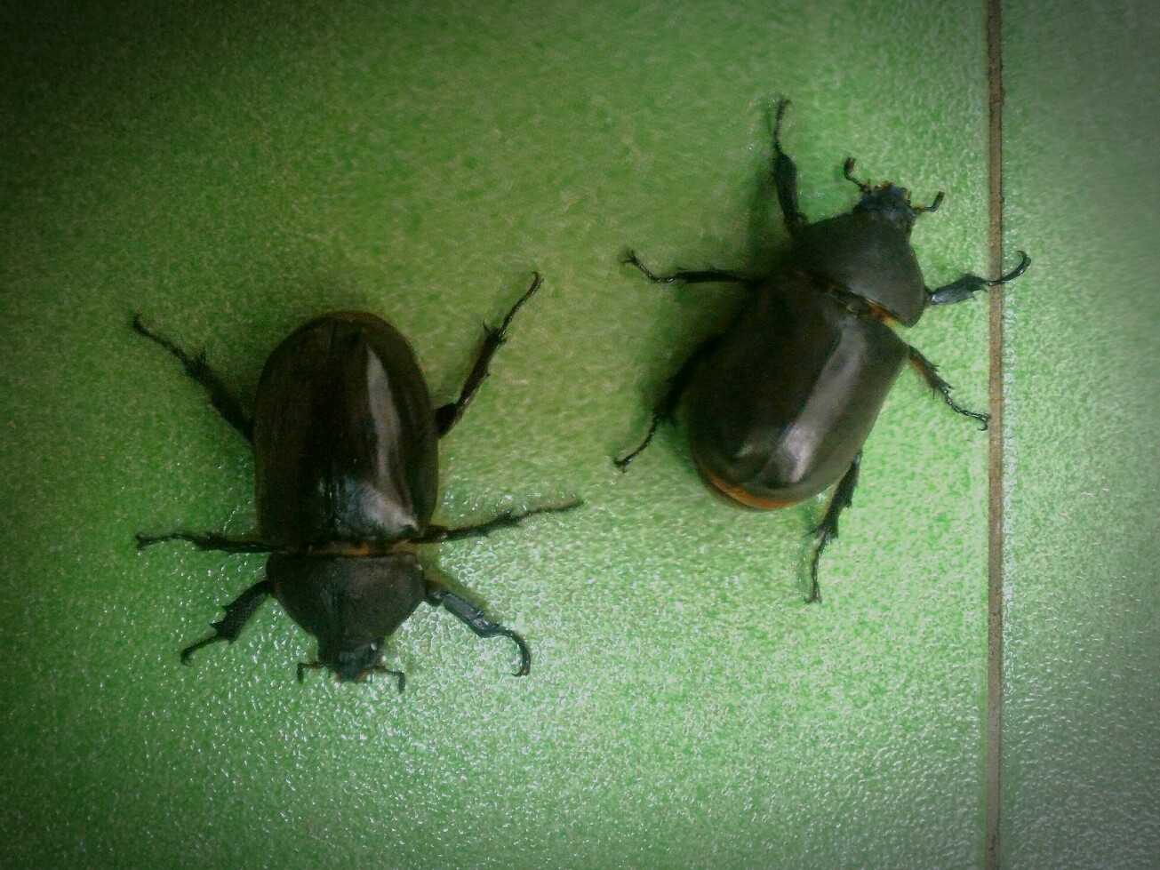 按此在新視窗瀏覽圖片