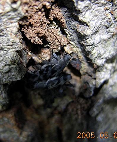 «ö¦¹¦b·sµøµ¡ÂsÄý¹Ï¤ù