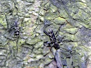 «ö¦¹¦b·sµøµ¡ÂsÄý¹Ï¤ù