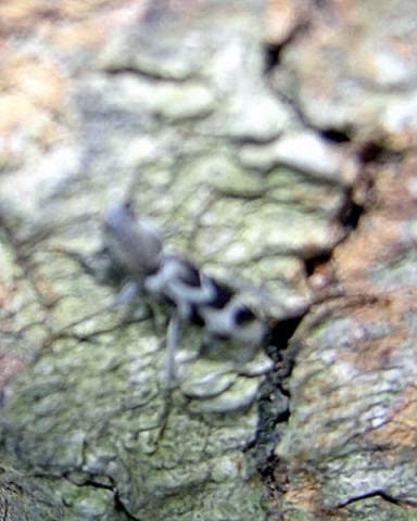 «ö¦¹¦b·sµøµ¡ÂsÄý¹Ï¤ù