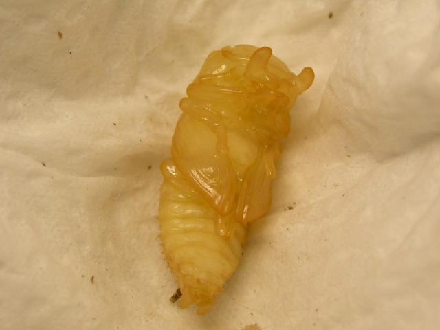 «ö¦¹¦b·sµøµ¡ÂsÄý¹Ï¤ù