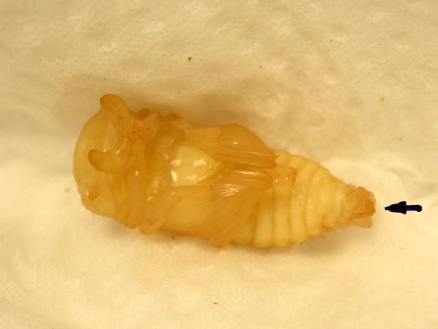 «ö¦¹¦b·sµøµ¡ÂsÄý¹Ï¤ù