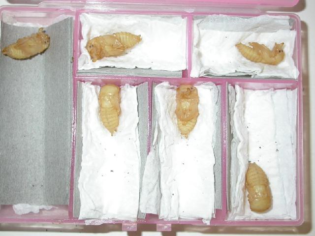 «ö¦¹¦b·sµøµ¡ÂsÄý¹Ï¤ù