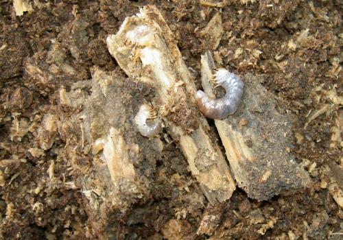 «ö¦¹¦b·sµøµ¡ÂsÄý¹Ï¤ù