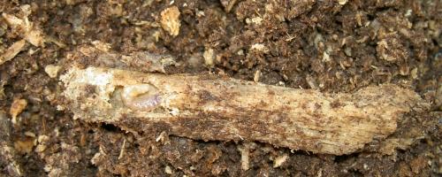 «ö¦¹¦b·sµøµ¡ÂsÄý¹Ï¤ù