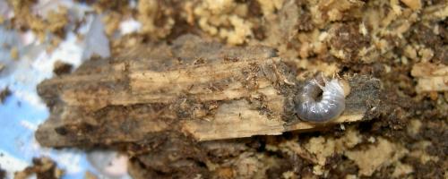 «ö¦¹¦b·sµøµ¡ÂsÄý¹Ï¤ù