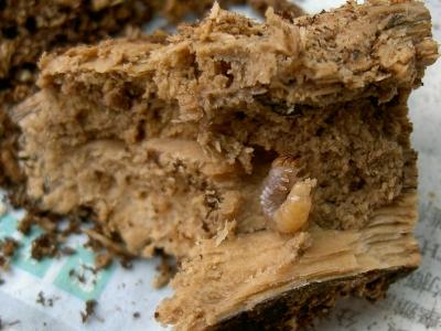 «ö¦¹¦b·sµøµ¡ÂsÄý¹Ï¤ù