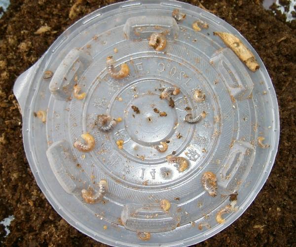 «ö¦¹¦b·sµøµ¡ÂsÄý¹Ï¤ù