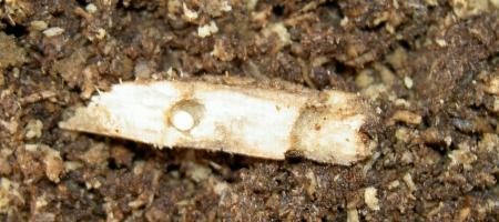 «ö¦¹¦b·sµøµ¡ÂsÄý¹Ï¤ù