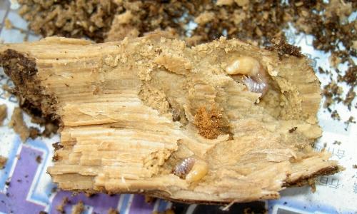 «ö¦¹¦b·sµøµ¡ÂsÄý¹Ï¤ù