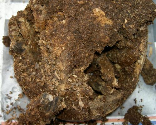 «ö¦¹¦b·sµøµ¡ÂsÄý¹Ï¤ù