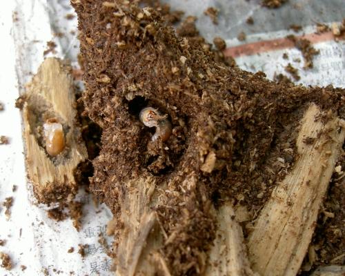 «ö¦¹¦b·sµøµ¡ÂsÄý¹Ï¤ù