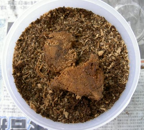 «ö¦¹¦b·sµøµ¡ÂsÄý¹Ï¤ù