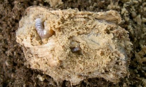 «ö¦¹¦b·sµøµ¡ÂsÄý¹Ï¤ù