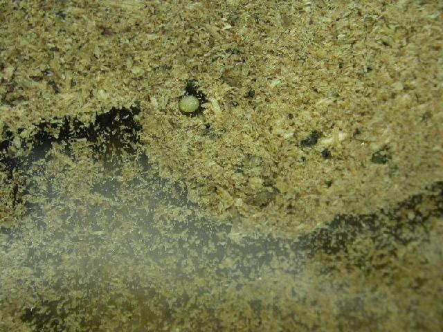 «ö¦¹¦b·sµøµ¡ÂsÄý¹Ï¤ù