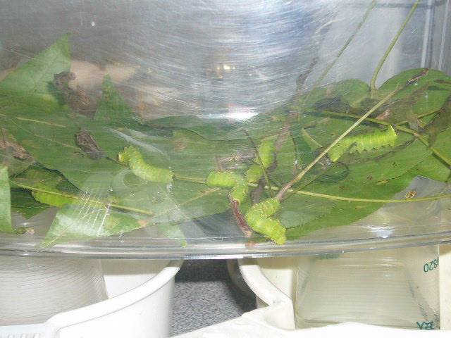 «ö¦¹¦b·sµøµ¡ÂsÄý¹Ï¤ù