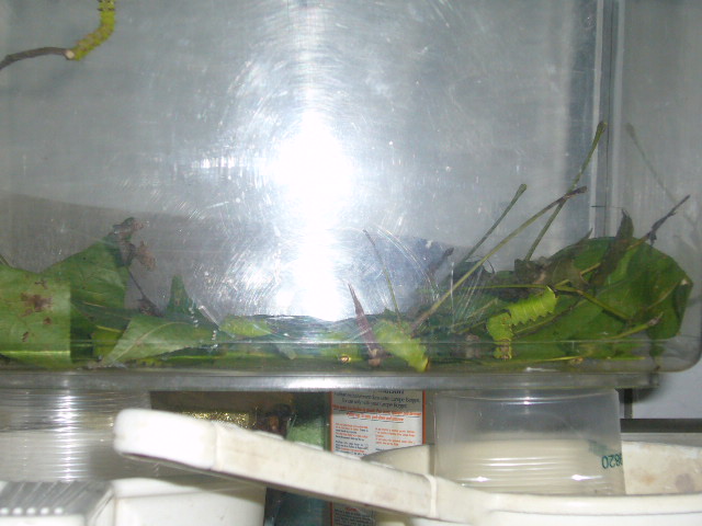 «ö¦¹¦b·sµøµ¡ÂsÄý¹Ï¤ù