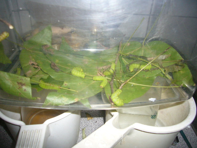 «ö¦¹¦b·sµøµ¡ÂsÄý¹Ï¤ù