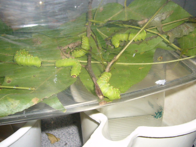 «ö¦¹¦b·sµøµ¡ÂsÄý¹Ï¤ù