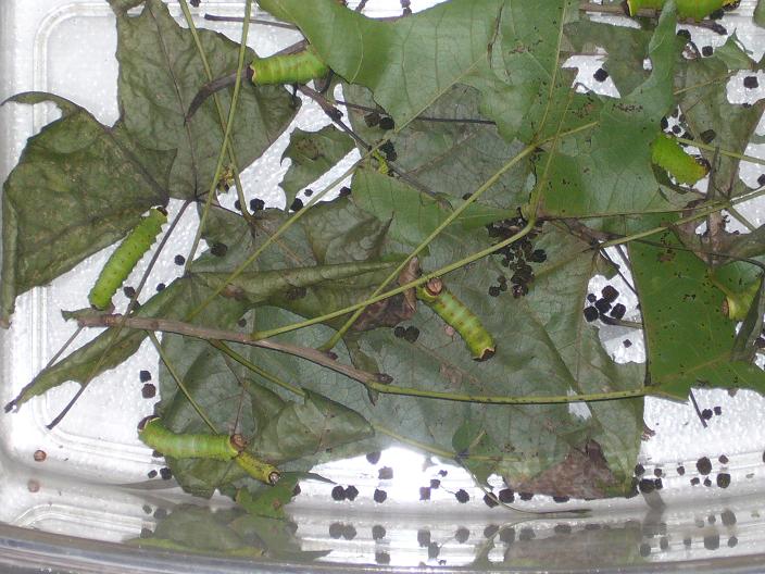 «ö¦¹¦b·sµøµ¡ÂsÄý¹Ï¤ù