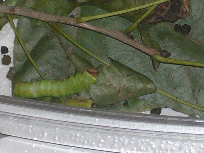 «ö¦¹¦b·sµøµ¡ÂsÄý¹Ï¤ù