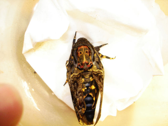 按此在新視窗瀏覽圖片