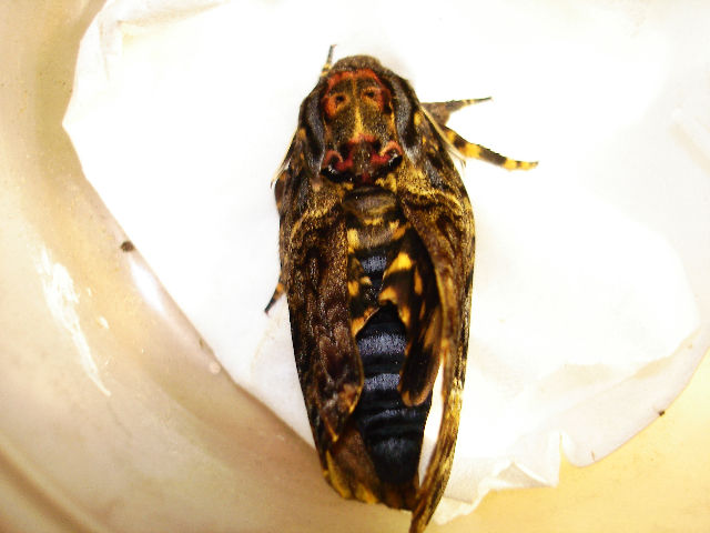 按此在新視窗瀏覽圖片