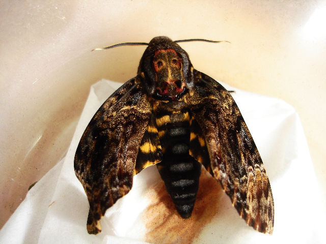 按此在新視窗瀏覽圖片