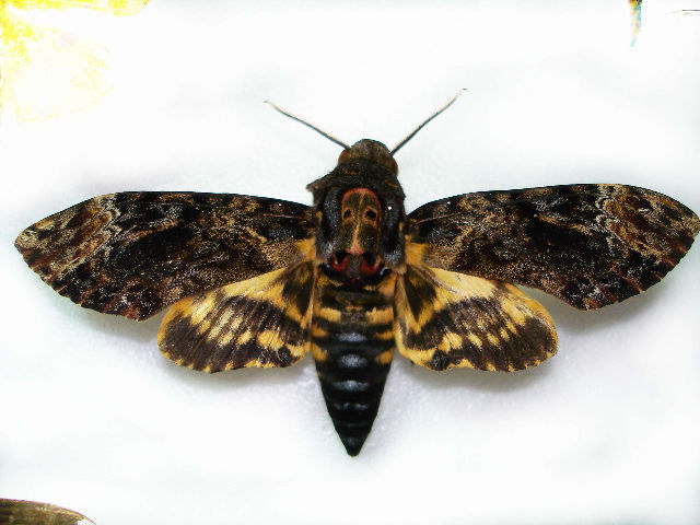 按此在新視窗瀏覽圖片