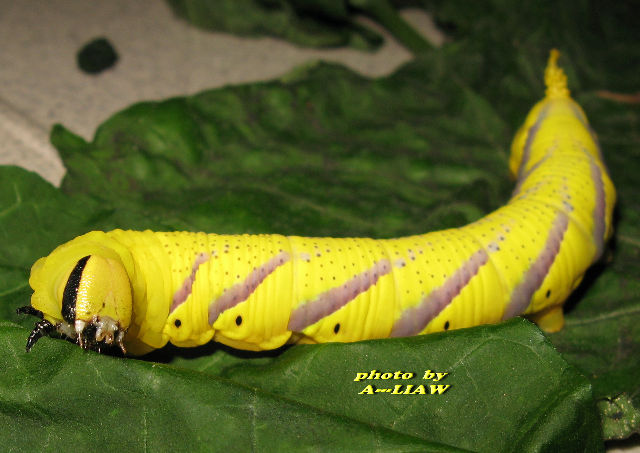 按此在新視窗瀏覽圖片