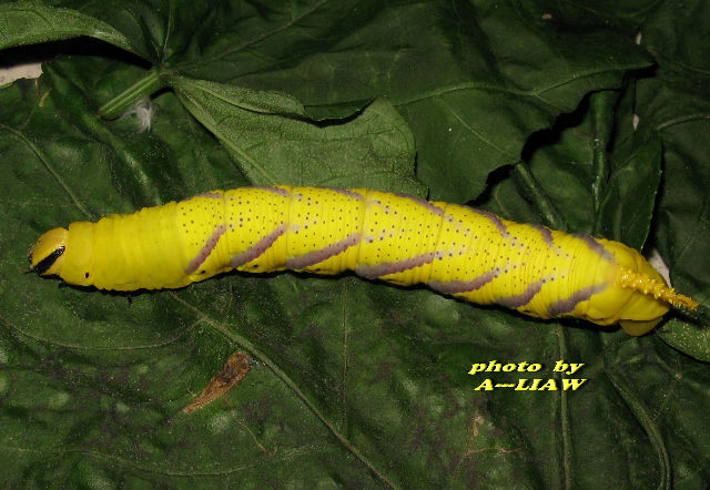 按此在新視窗瀏覽圖片