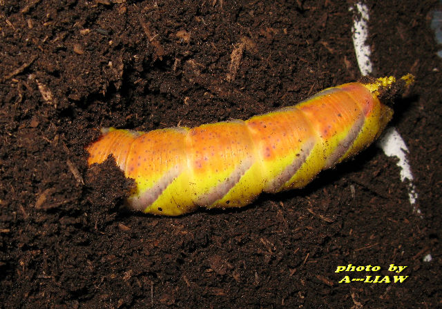 按此在新視窗瀏覽圖片