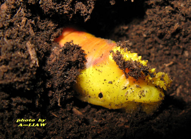 按此在新視窗瀏覽圖片