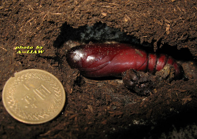 按此在新視窗瀏覽圖片