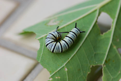 按此在新視窗瀏覽圖片