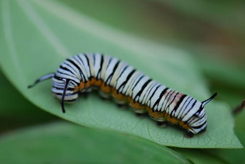 按此在新視窗瀏覽圖片