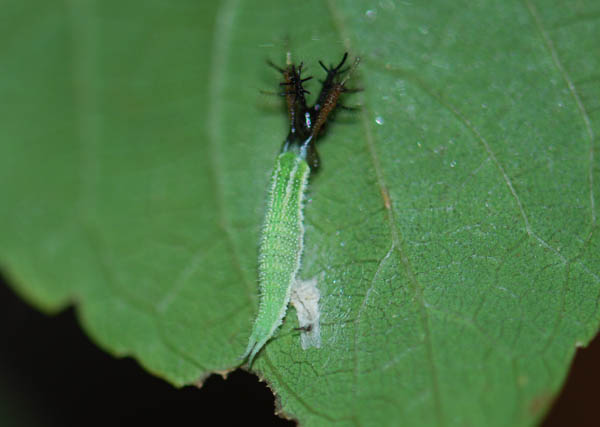 按此在新視窗瀏覽圖片