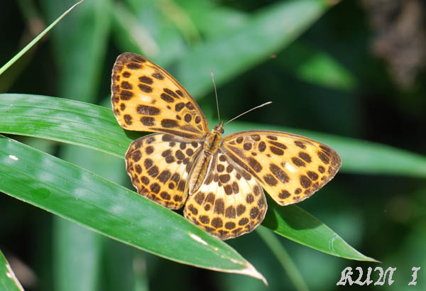 按此在新視窗瀏覽圖片