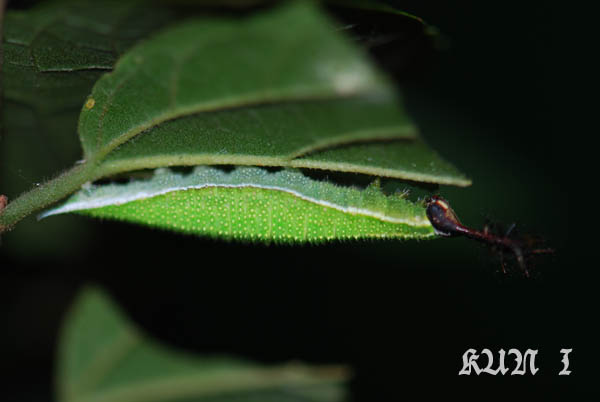 按此在新視窗瀏覽圖片