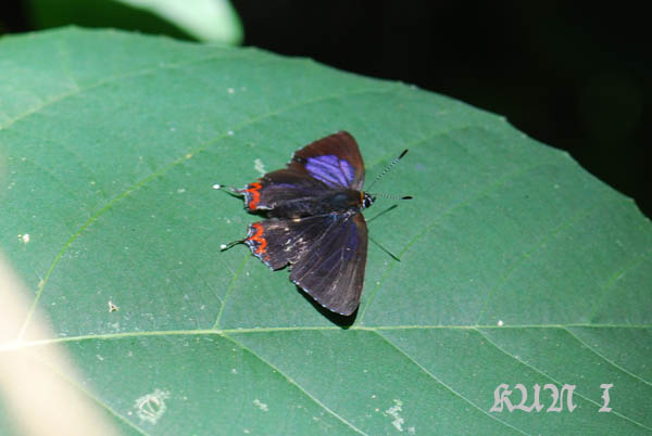 按此在新視窗瀏覽圖片