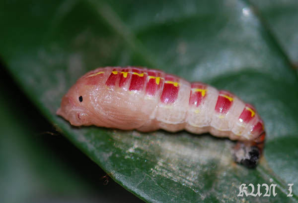 按此在新視窗瀏覽圖片