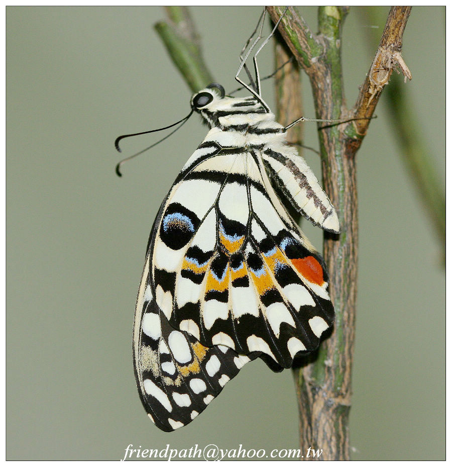 按此在新視窗瀏覽圖片