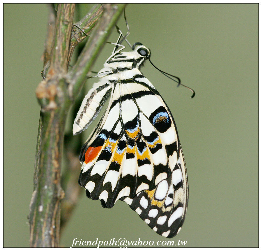 按此在新視窗瀏覽圖片