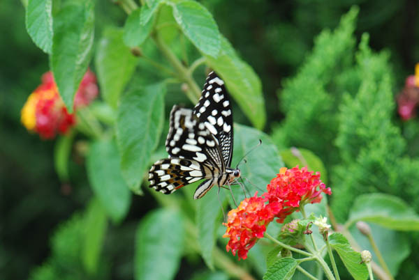 按此在新視窗瀏覽圖片