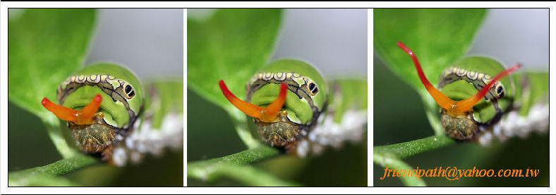 按此在新視窗瀏覽圖片