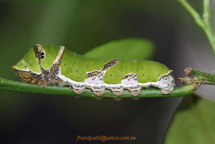 按此在新視窗瀏覽圖片