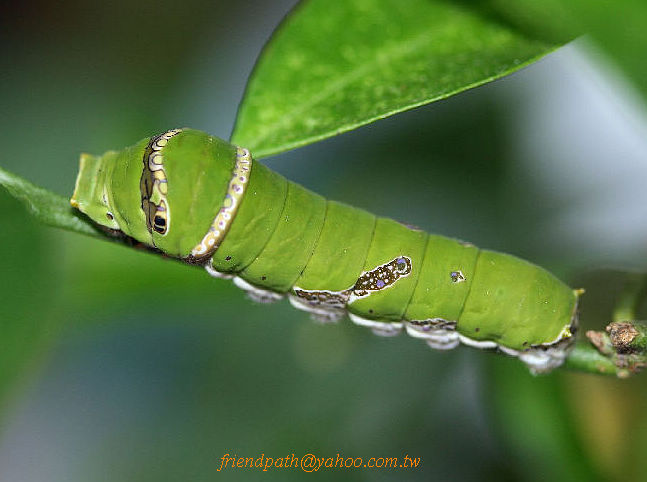 按此在新視窗瀏覽圖片