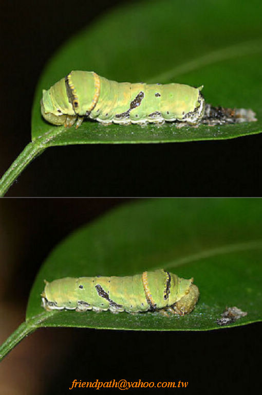 按此在新視窗瀏覽圖片